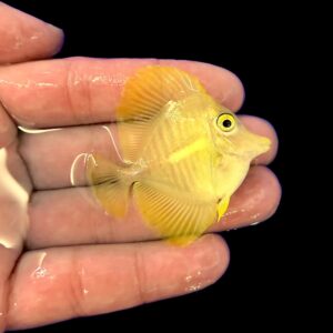 Philippines Yellow Tang