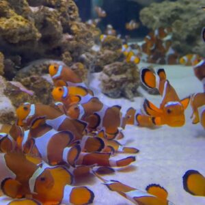 Yellow Clown Fish