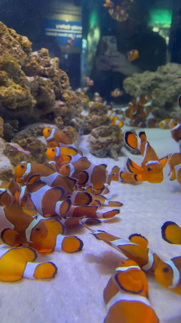 Yellow Clown Fish