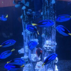 Regal Tang fish