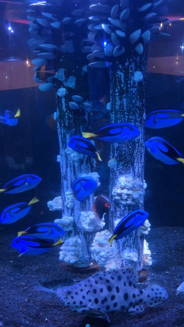 Regal Tang fish