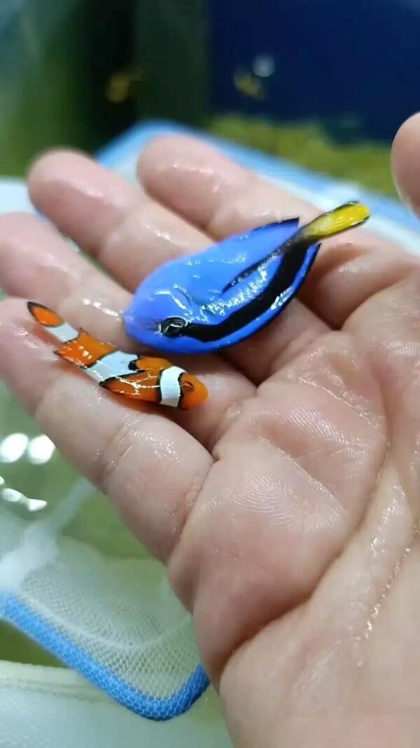Regal Tang fish - Image 2