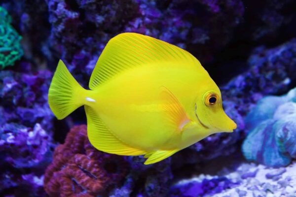 Philippines Yellow Tang - Image 2